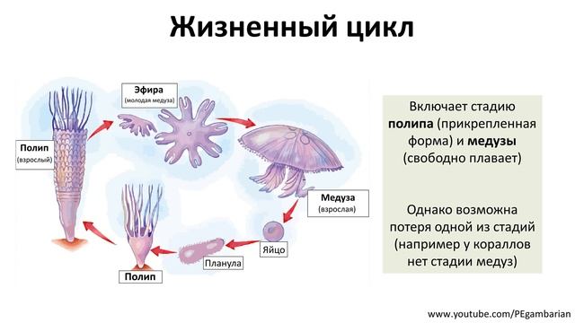 4. Кишечнополостные (7 класс) - биология, подготовка к ЕГЭ и ОГЭ 2020 смотреть онлайн