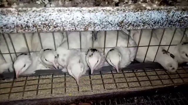 Сколько яиц несут перепела. сколько снесли , сколько съели, сколько затрат, сколько заработали. смотреть онлайн