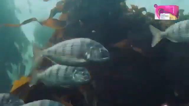 Пептидный промарин коллаген. 100% биодоступность, состав, действие. смотреть онлайн