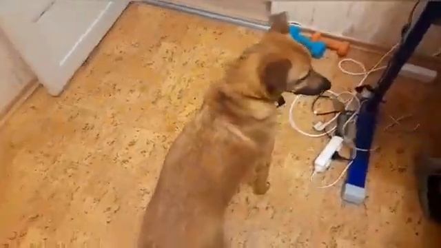 Рыжая Собака Собирается Гулять! Весело! смотреть онлайн