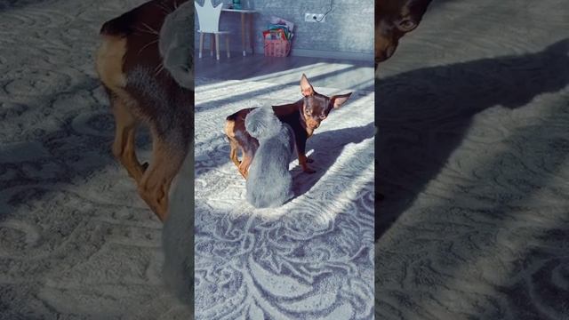 Уморительная парочка)) Смехота смотреть онлайн