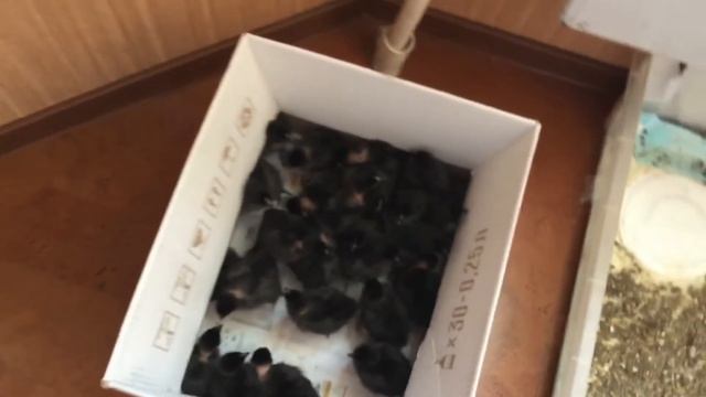 Подстилка для цыплят в брудере смотреть онлайн