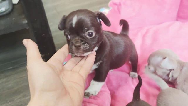 Щенки чихуахуа: лиловые и шоколад от Баксика смотреть онлайн