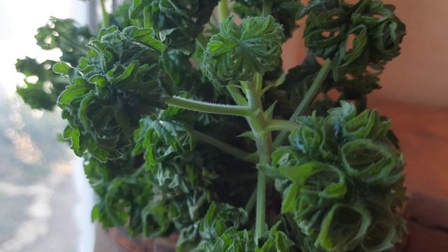 Пеларгония душистая 