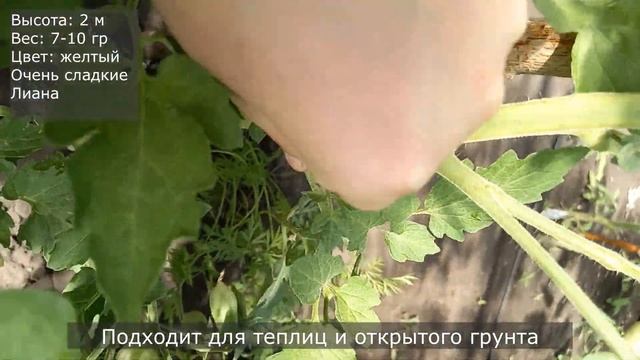 Томат СУМАСШЕДШИЕ ВИШНИ БАРРИ, выдает кисть до 3 кг, сладкие медовые черри, Barry's Crazy Cherry смотреть онлайн