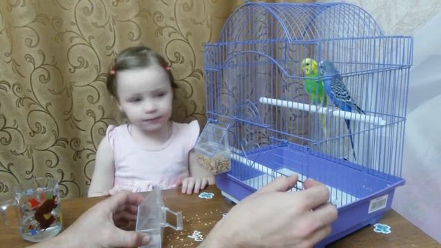 Играем с волнистыми попугаями Play with parrots смотреть онлайн
