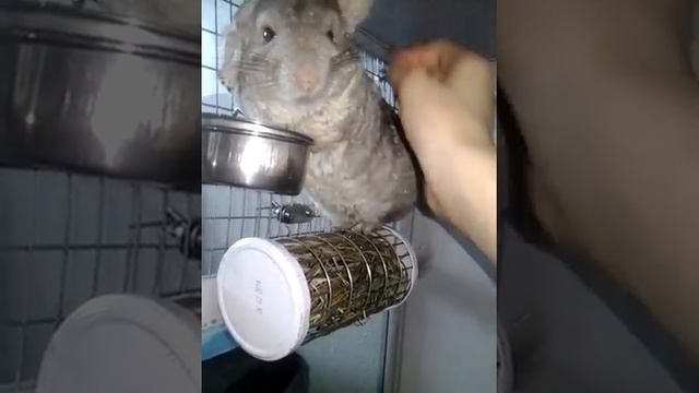 Шиншилла которая любит почесушки смотреть онлайн