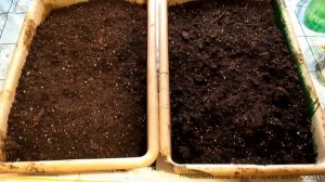 ЭВОДИЯ ДАНИЭЛЯ - выращиваем с семян