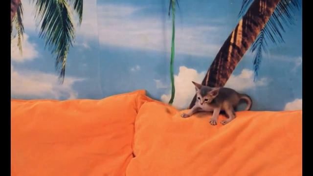 Голубая девочка 2 из питомника абиссинских кошек https://abygoldvein.jimdo.com/ смотреть онлайн