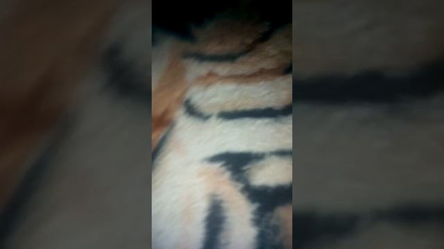 Самые лучшие кошки!!!!!! смотреть онлайн