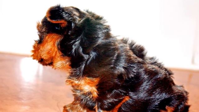 Йоркширский терьер смотреть онлайн