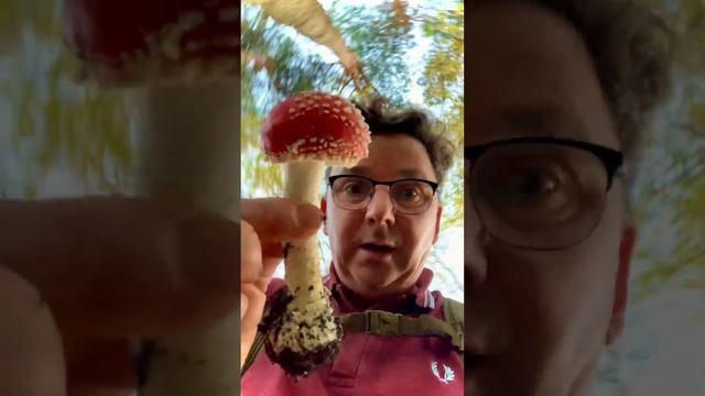 ?Chapter 9?Amanita Muscaria(fly agaric)??Living with Divinity?️ смотреть онлайн
