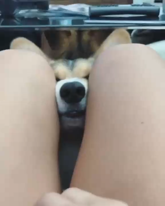 Корги хочет вкусняшек смотреть онлайн