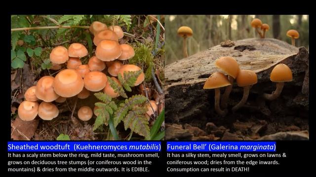 A walk in the LAKE DISTRICT with the SHEATHED WOODTUFT mushroom (Kuehneromyces mutabilis) смотреть онлайн