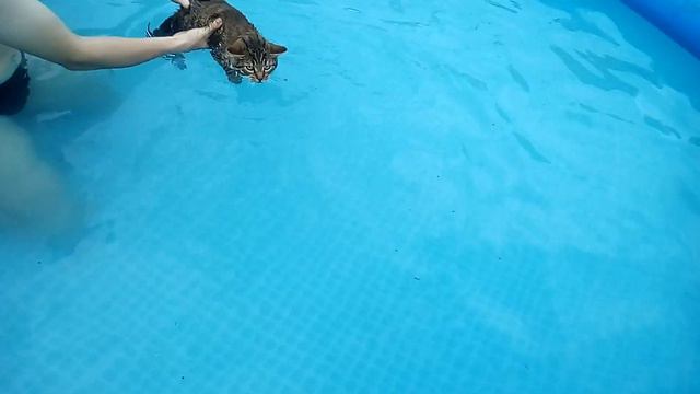 Кот Рыся плавает в бассейне.The cat, named Rysik swims in the pool. смотреть онлайн