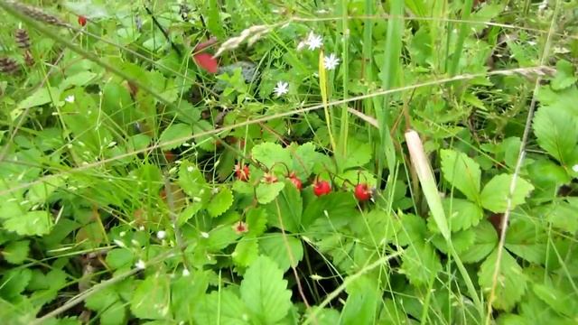 Собираем землянику лесную и заготавливаем на зиму путем заморозки и хранении в морозильной камере смотреть онлайн