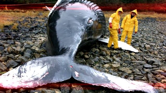 Разрезав брюхо гигантского кашалота, ученые замерли! смотреть онлайн