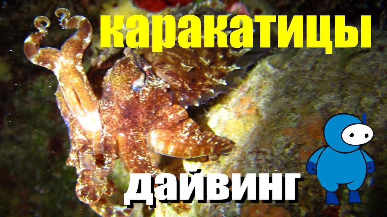 Каракатицы.avi смотреть онлайн