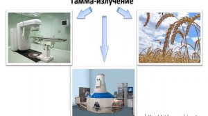 Влияние электромагнитных излучений на живые организмы