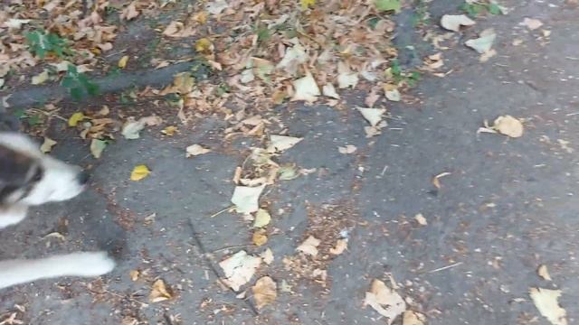 Собака нападает на раненого бездомного котёнка?! Спасение котенка с раной от смерти. 4К. смотреть онлайн