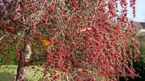 Яблоня декоративная Ред Сентинел (red sentinel) ? обзор: как сажать, саженцы яблони Ред Сентинел