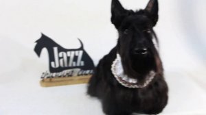 стрижка скотч терьера