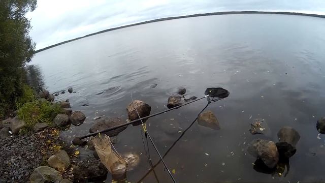 Искусственный опарыш. Работает или нет? Лето. смотреть онлайн