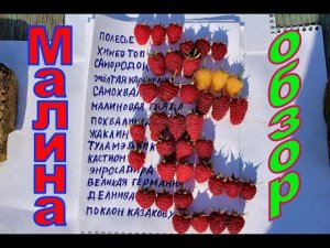 Малина обзор сортов