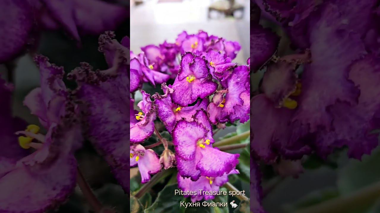 фиалка Ppirates Treasure sport. Уже ретро сорт. этой розеточшке более 16 лет смотреть онлайн