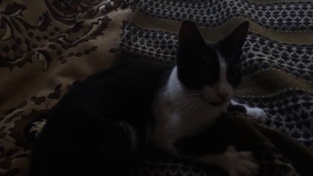 Из жизни животных. Когтистые лапы. смотреть онлайн