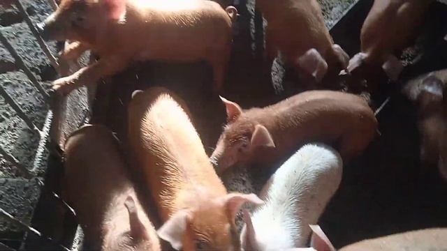 Покрытие свиней. Семя, хранение, искусственное осеменение. смотреть онлайн