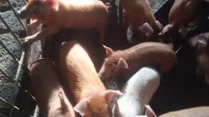 Покрытие свиней. Семя, хранение, искусственное осеменение.