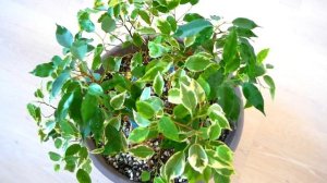 Фикусы. Как поливать Фикус