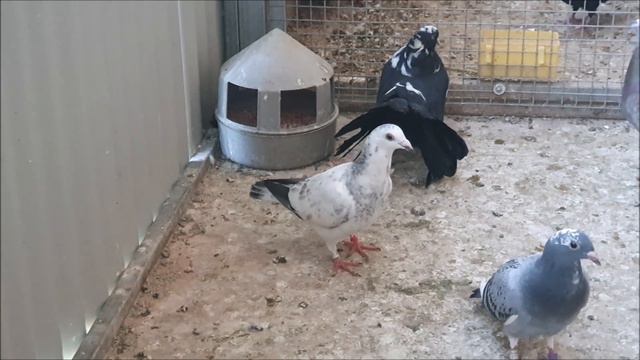 2022 Pigeon Racing! смотреть онлайн