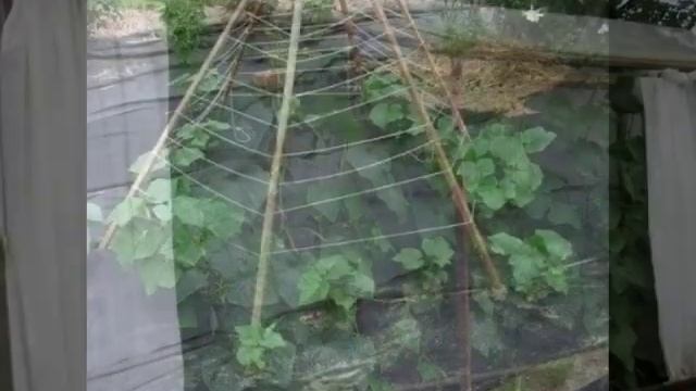 огуречные грядки