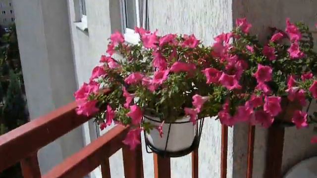 Summer Balcony Full Of Flowers In Warsaw, Goclaw