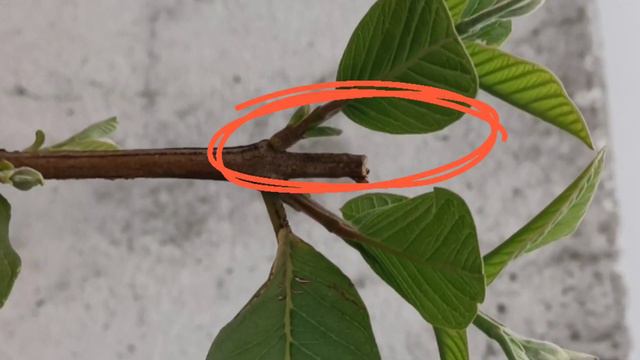 गमले में अमरूद कैसे उगाएं | How to Grow Guava in Container | Shivam fruit forest | смотреть онлайн