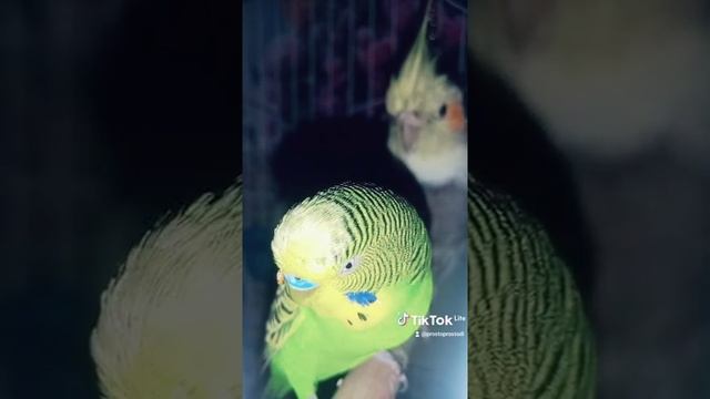 Моё имя Александр! смотреть онлайн