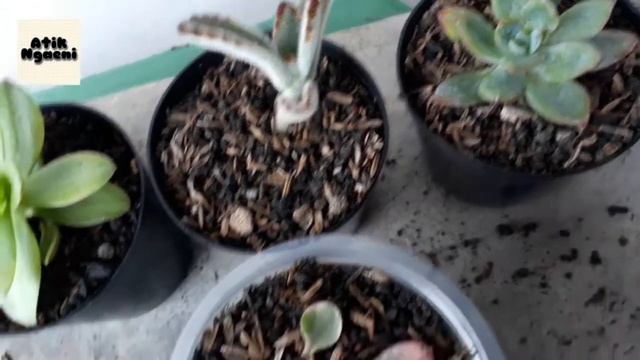 CEK SUKULEN SETELAH 3 MINGGU Ll SUKULEN PART 2