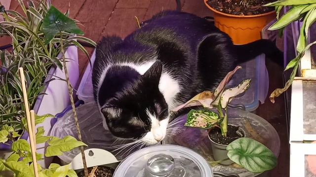 #16. Vlog PLANTES🪴Quelques moments dans la vie d'une plant'addict 😸 #bribesdeplantes смотреть онлайн