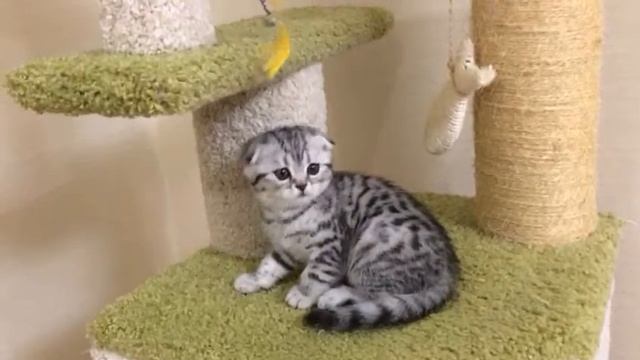 Вислоухая кошечка модного окраса " вискас" , серебристая пятнистая смотреть онлайн