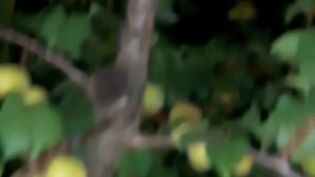 ФРУКТЫ ТУРЦИИ. ТУРЦИЯ🇹🇷❤️🍊2021Г. смотреть онлайн