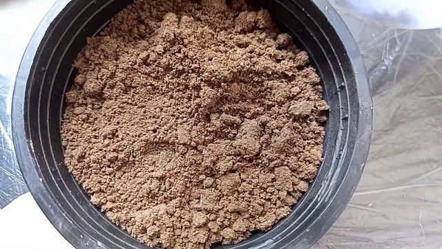 Easy to grow Petunia seeds | step by step смотреть онлайн