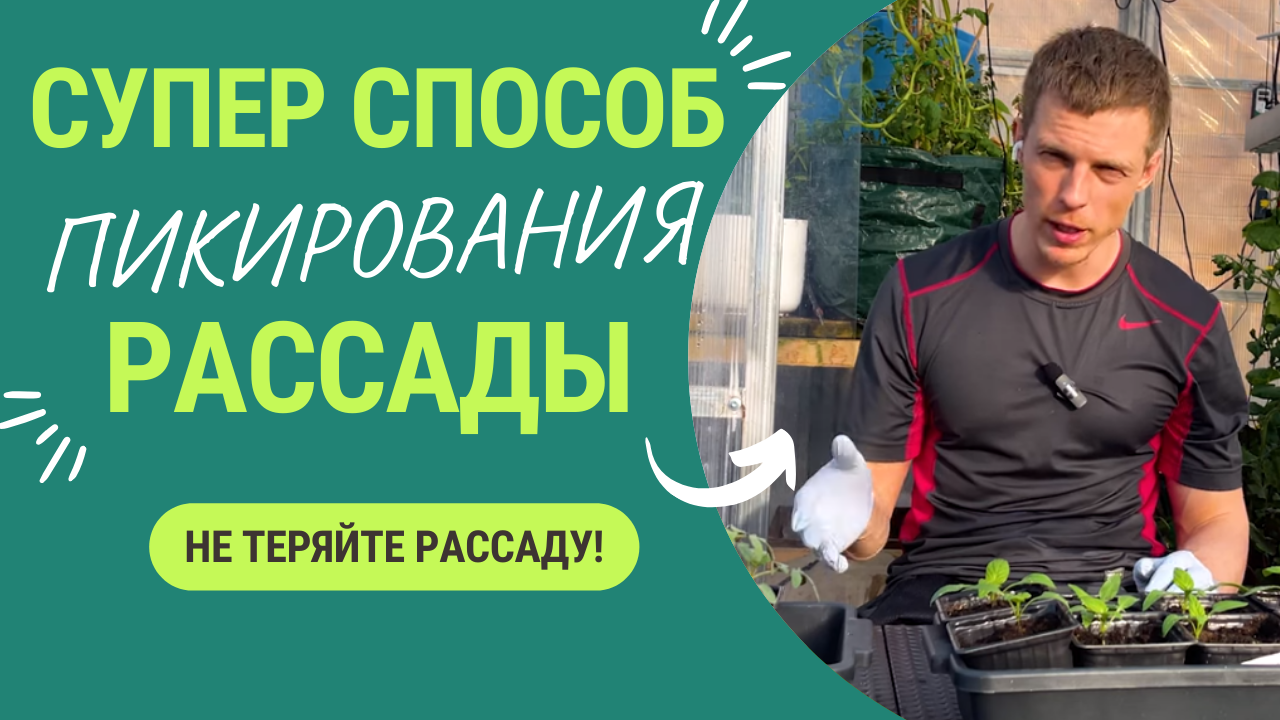 Пикируйте и пересаживайте только так. Не теряйте рассаду! смотреть онлайн