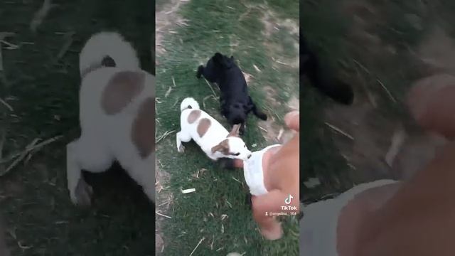 Дети и животные ?