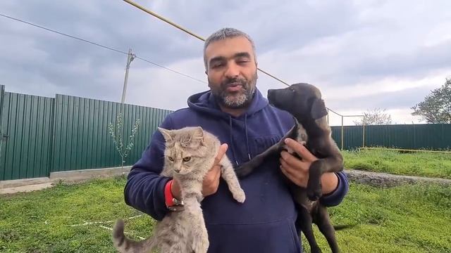 Кошка и щенок жившие в банановой коробке у трассы нашли семью/Проводили бездомных животных домой смотреть онлайн