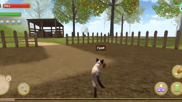 Играем в Симулятор Кота и Кошки.#3 покупаем породу БОМБЕЙСКОЙ Кошки. смотреть онлайн