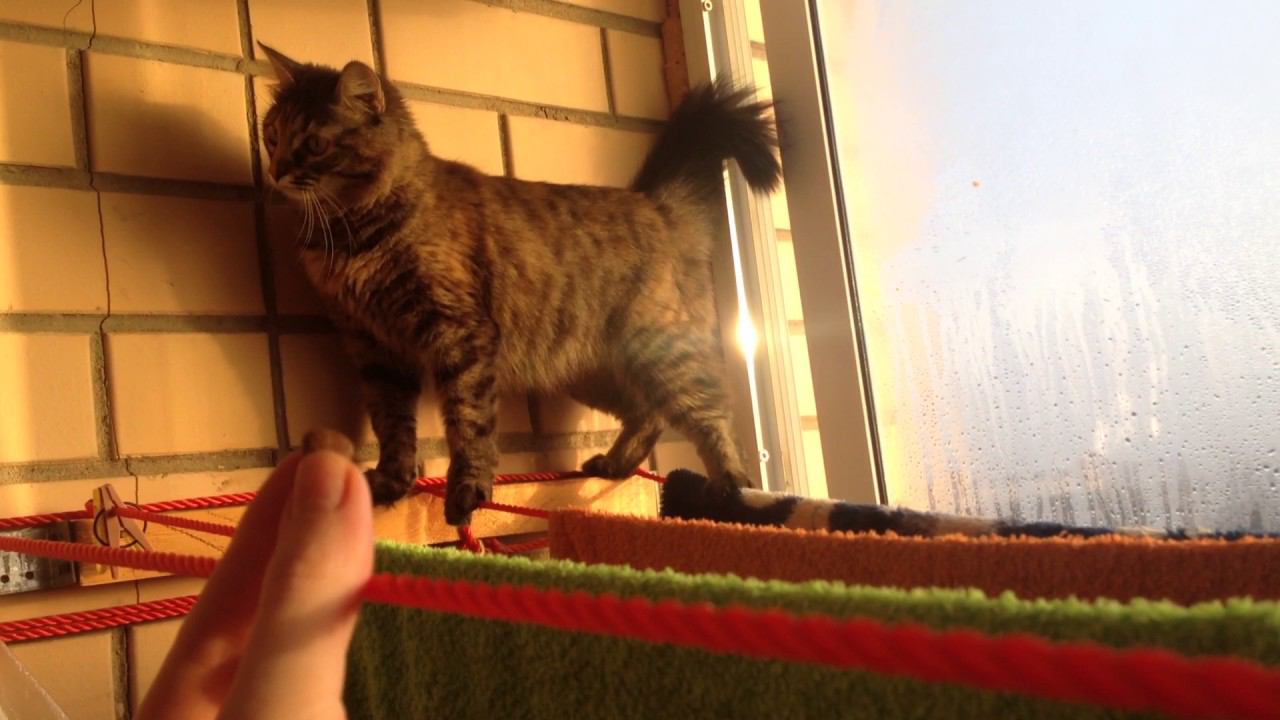 Возьмёт ли нас Куклачёв к себе?)