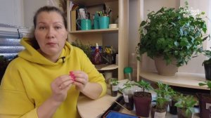 КАК ЧАСТО ПОЛИВАТЬ РАССАДУ ПЕРЦА - НИ ПЕРЕЛИТЬ, НИ ЗАСУШИТЬ!