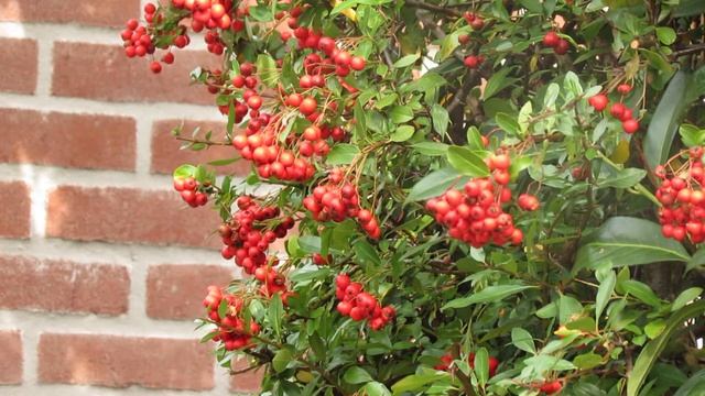Pyracantha coccinea 'Red Column' смотреть онлайн